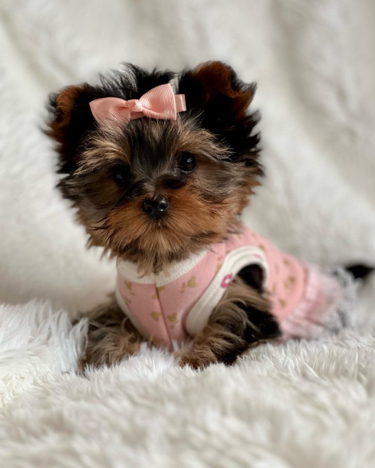 Petra yorkshire terrier kaufen nrw