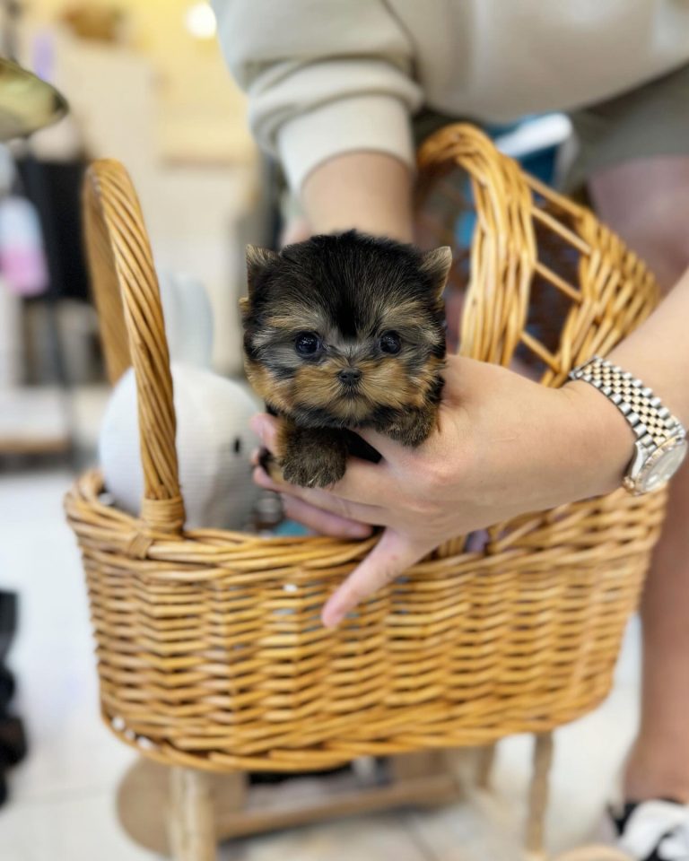 Miniature Yorkie Dog
