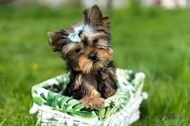 Black Yorkie Dog