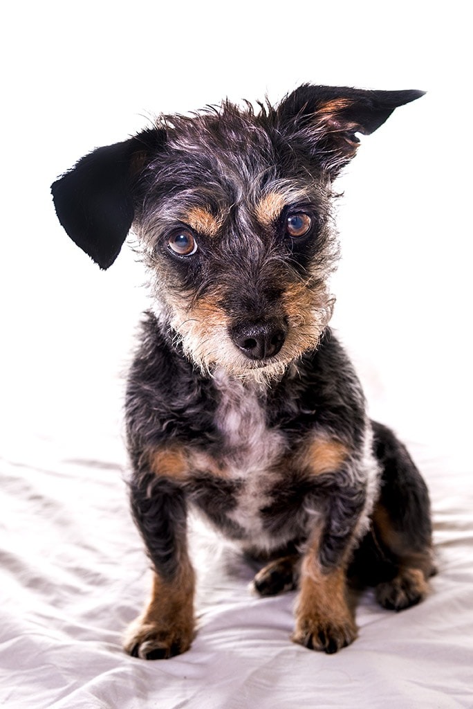 Jorksirski Terijer