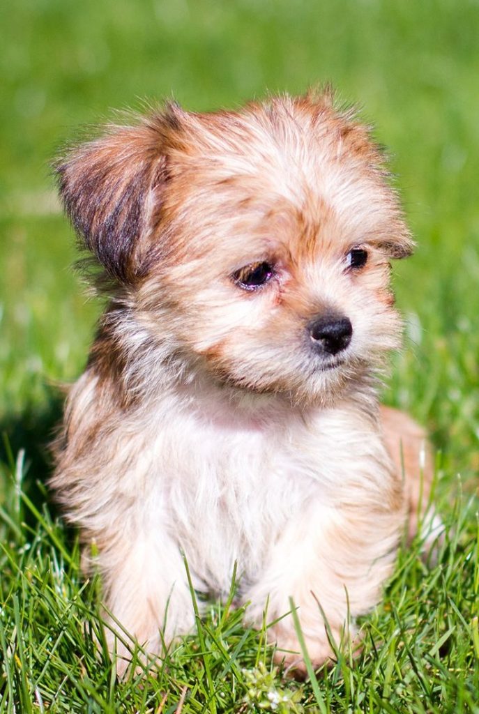 Yorkshire Terrier Farbe