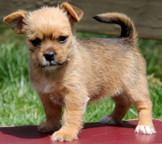 Yorkshire Hunderasse