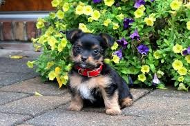 Yorkshire Biewer Terrier