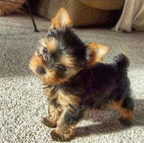 Yorkshire Mini Terrier