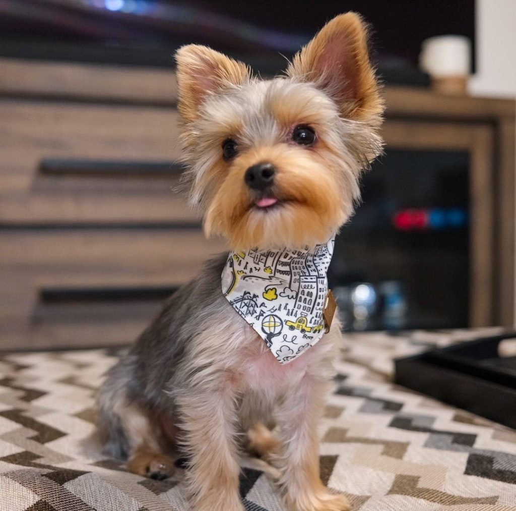 Kleine Biewer Yorkie HÃ¼ndin Sucht Neues Zuhause