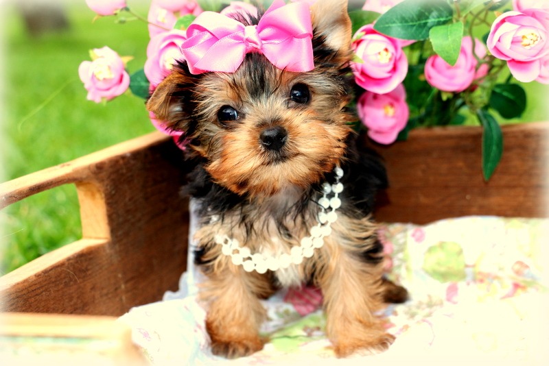 Yorkshire Terrier Welpen Mini Kaufen