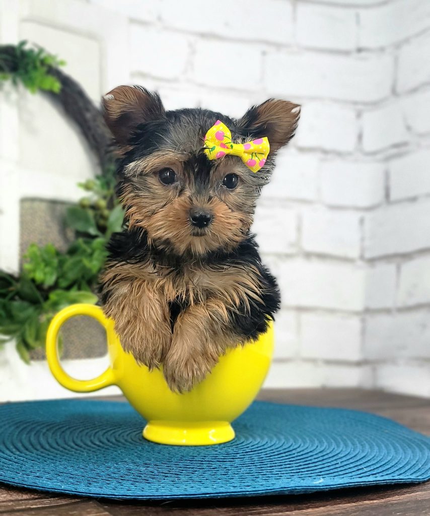 Hund Yorkshire Terrier