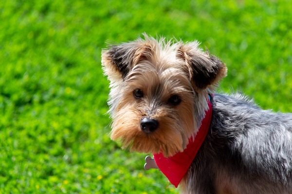 WeiÃŸer Yorkshire Terrier