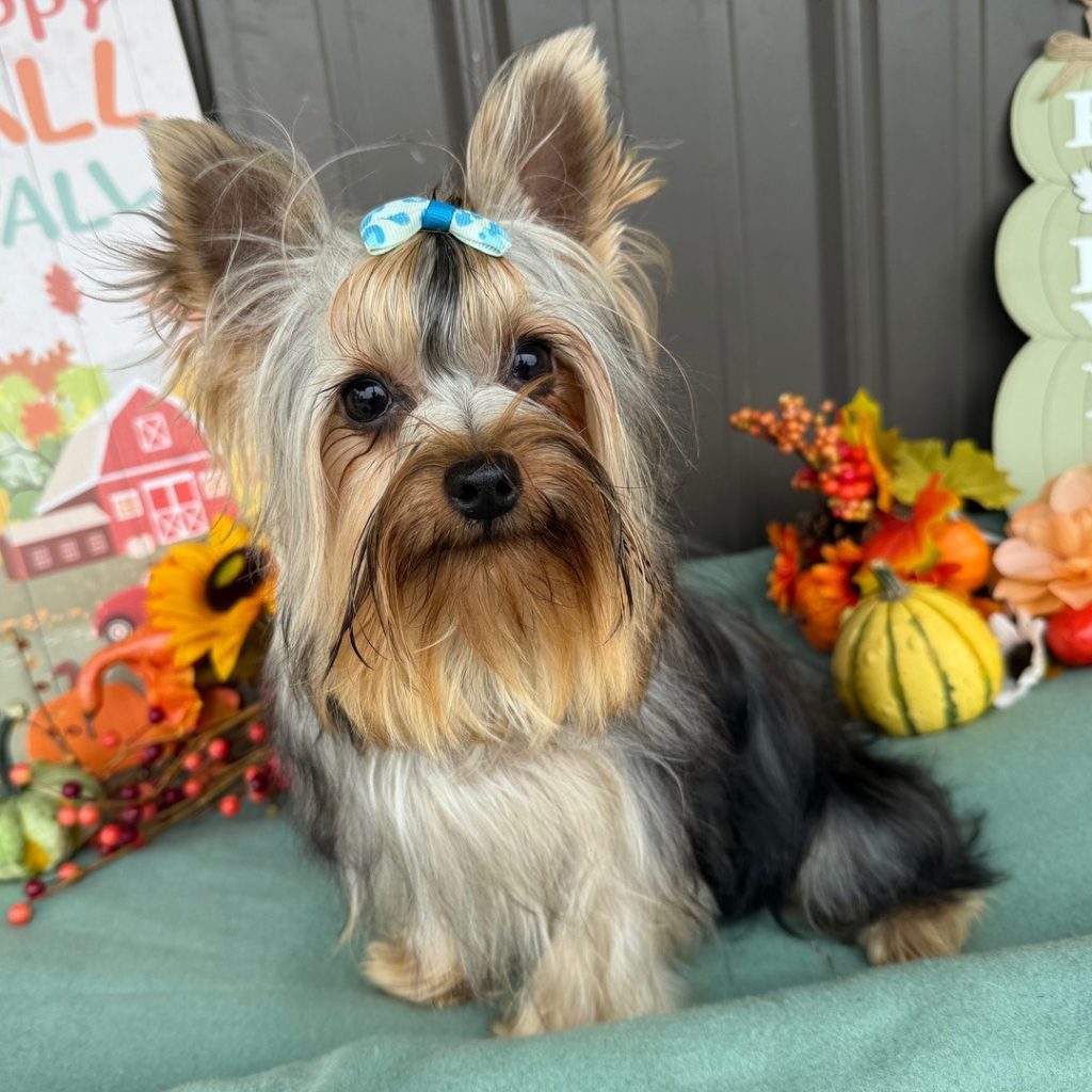 Yorkshire Terrier Mix
