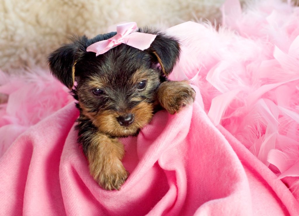 Yorkshire Terrier Welpen Kaufen