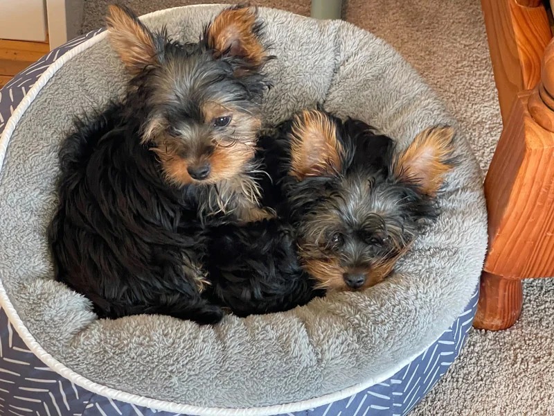 Yorkshire Welpen Kaufen