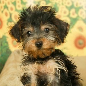 Yorkshire Terrier HÃ¼ndin