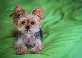 Golddust Yorkshire Terrier Mini