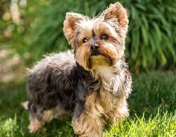 Yorkiepoo Kaufen