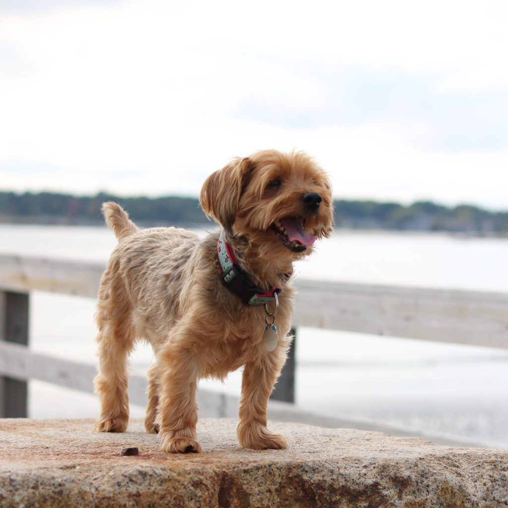 Yorkshire Terrier GrÃ¶ÃŸe