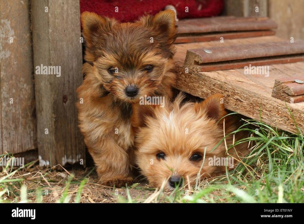 Yorkshire Terrier Kaufen Oder Adoptieren