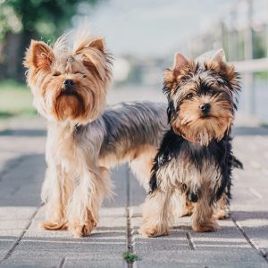 Yorkshire Terrier Kaufen Niedersachsen