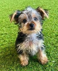 Yorkshire Terrier Hund