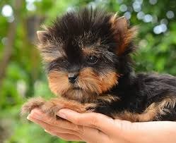 Bolonka Yorki Welpen