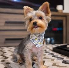 Hunde Yorkshire Terrier Mini