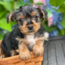 Yorki Shih Tzu Welpen