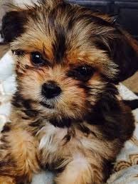Farben Yorkshire Terrier