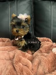 Yorkshire Terrier GrÃ¶ÃŸen