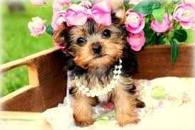 Hund Yorkshire Terrier