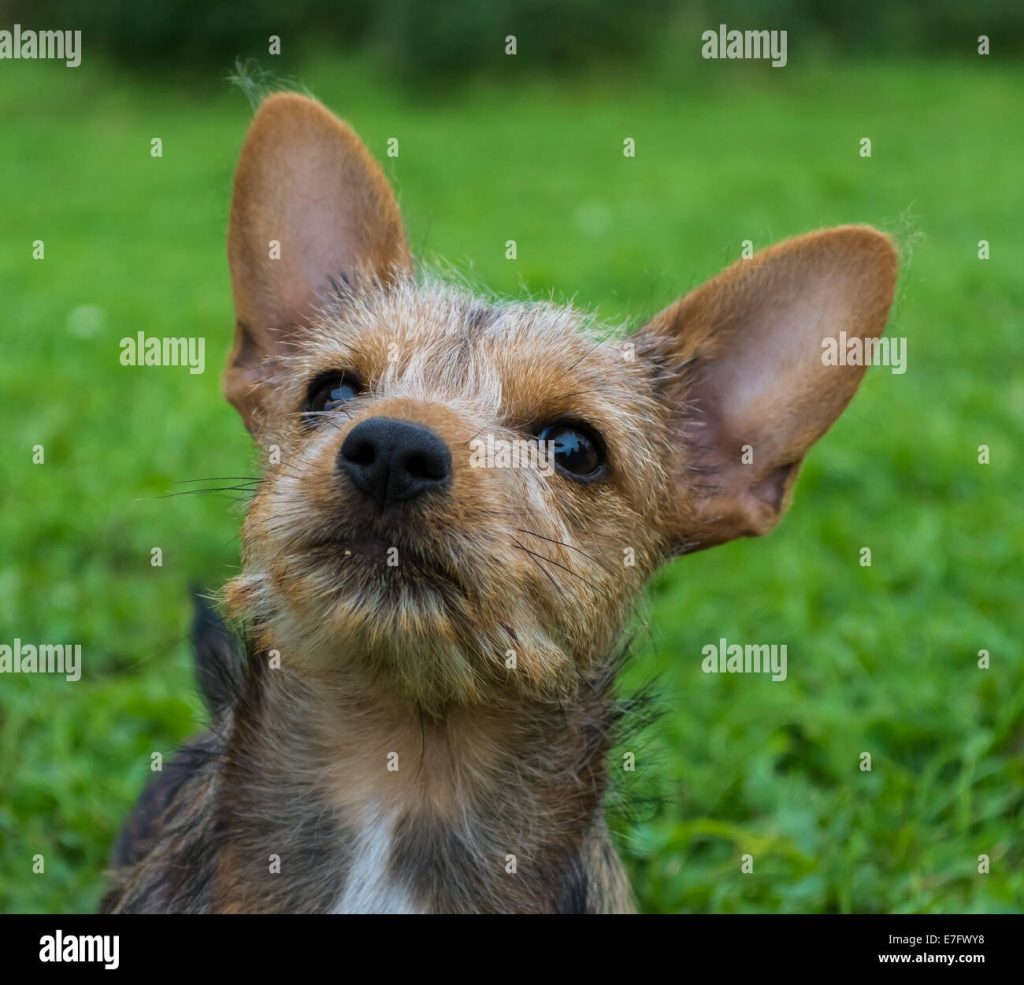 Shih Tzu Yorki Mix Welpen