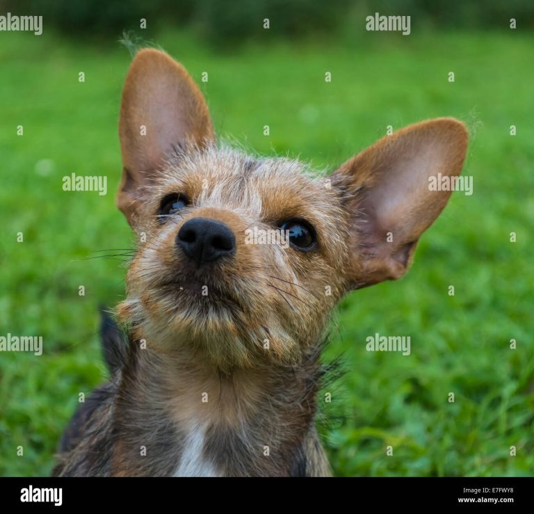 Shih Tzu Yorki Mix Welpen