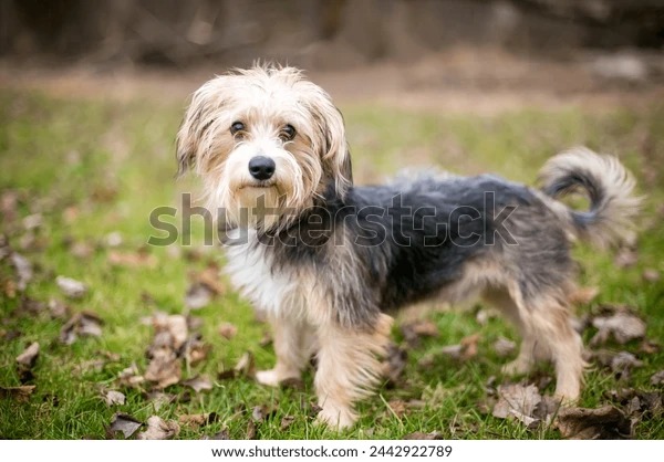 Suche Yorki Welpen Kreis Herford