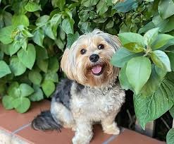 Malteser Yorki Harburg Welpe