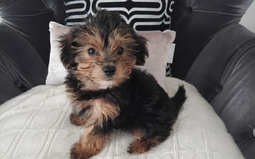 Welpen Yorki Kaufen Wolfsburg