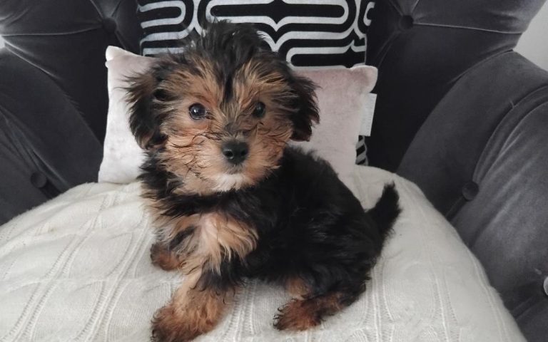 Yorki Welpe Sehr Ruhig