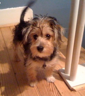 Suche Yorki Welpen Mix