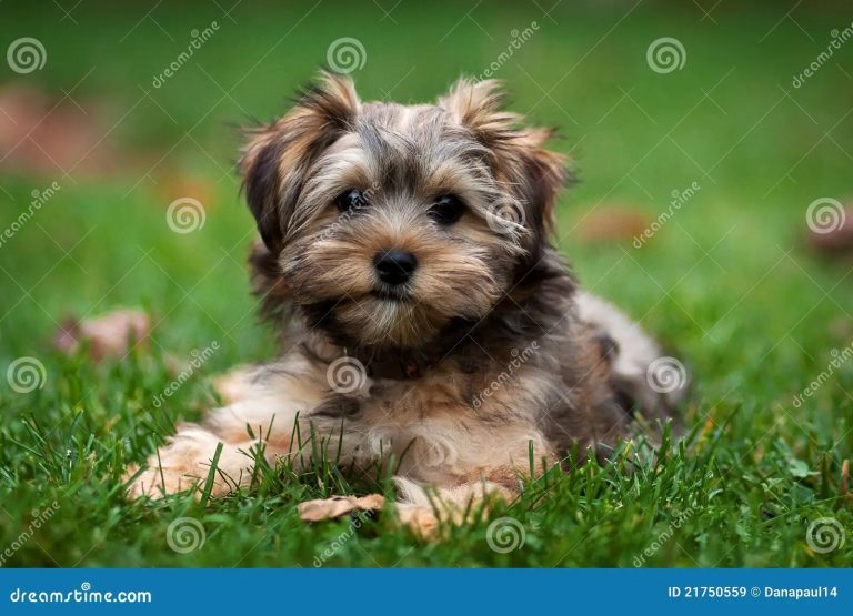 Yorki Terrier Mischling Welpen Kaufen