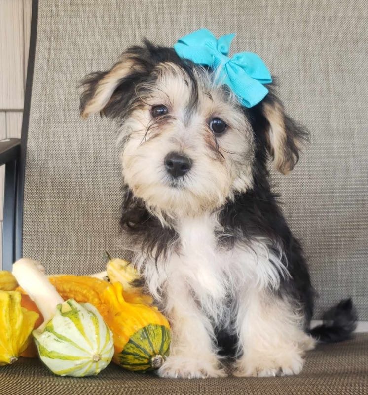 Yorkie Welpen Kaufen Passau