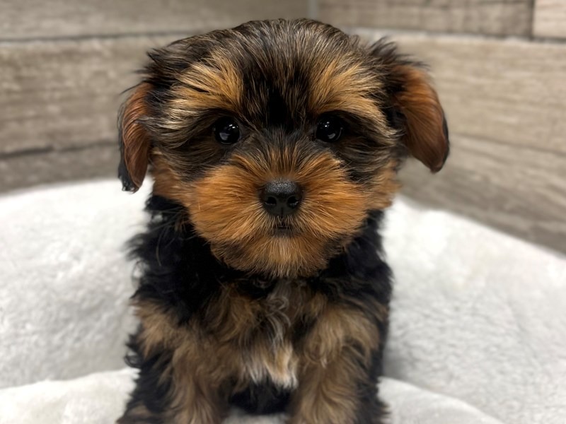 Yorkie Welpen Finden Ostdeutschland