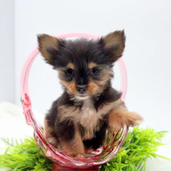 Chihuahua-Yorki-Mix-Welpen Aus Nrw