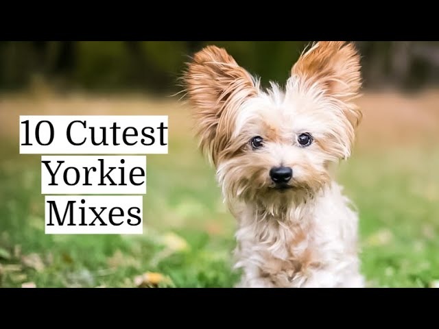 Yorki Welpe 12 Wochen