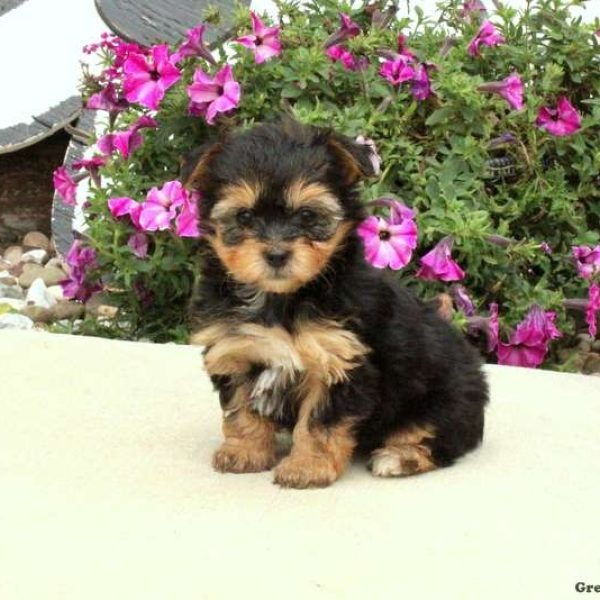 Yorki Welpen Erziehung