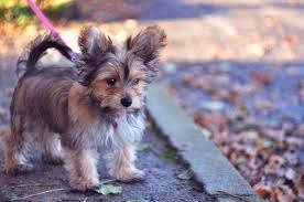 Yorkie Mix Welpen