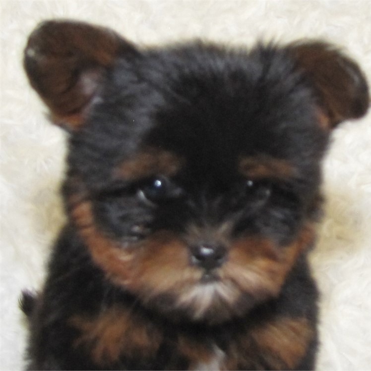 Yorkie Welpen Kaufen Ostholstein