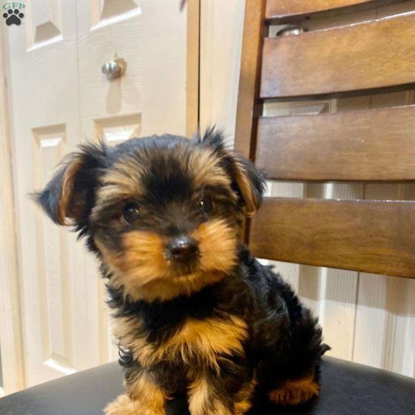 Yorkie Welpen Finden