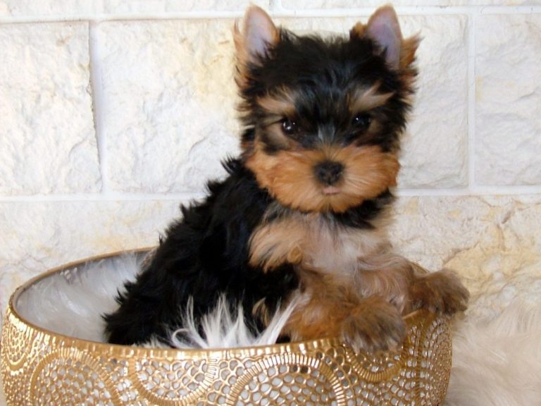 Yorki Welpe Gewicht 10 Wochen