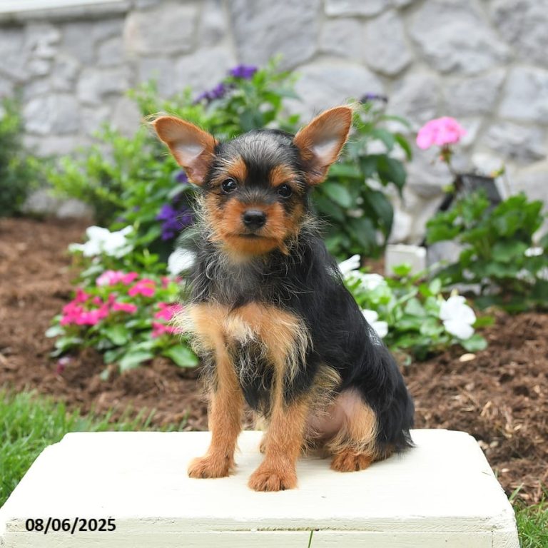 Yorki Welpe 4 Monate Gewicht