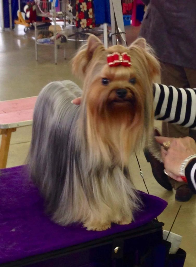 Wieviel Muss Ein Yorki Welpe Wiegen