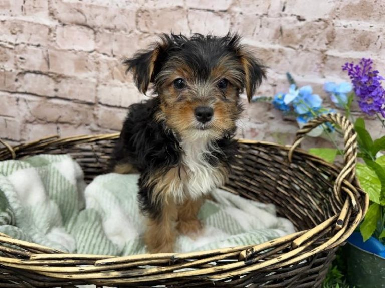 Yorki-Mix Welpen Bayern