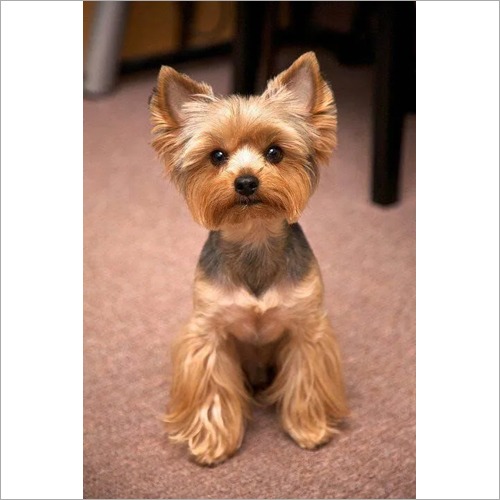 Yorki Welpe 9 Wochen 600g