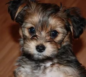 Yorki Welpen Mischlinge